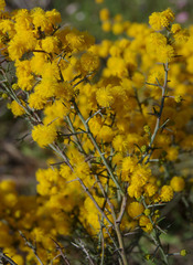 Acacia ulicina