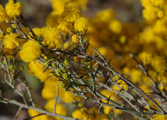 Acacia ulicina