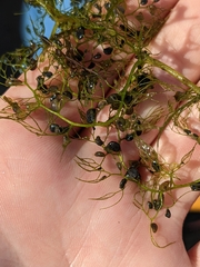 Utricularia macrorhiza