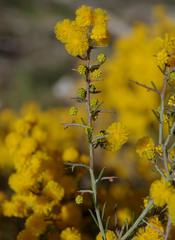 Acacia ulicina