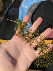 Utricularia macrorhiza