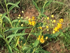 Asclepias curassavica