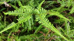 Gleicheniaceae