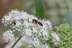 Leucozona glaucia