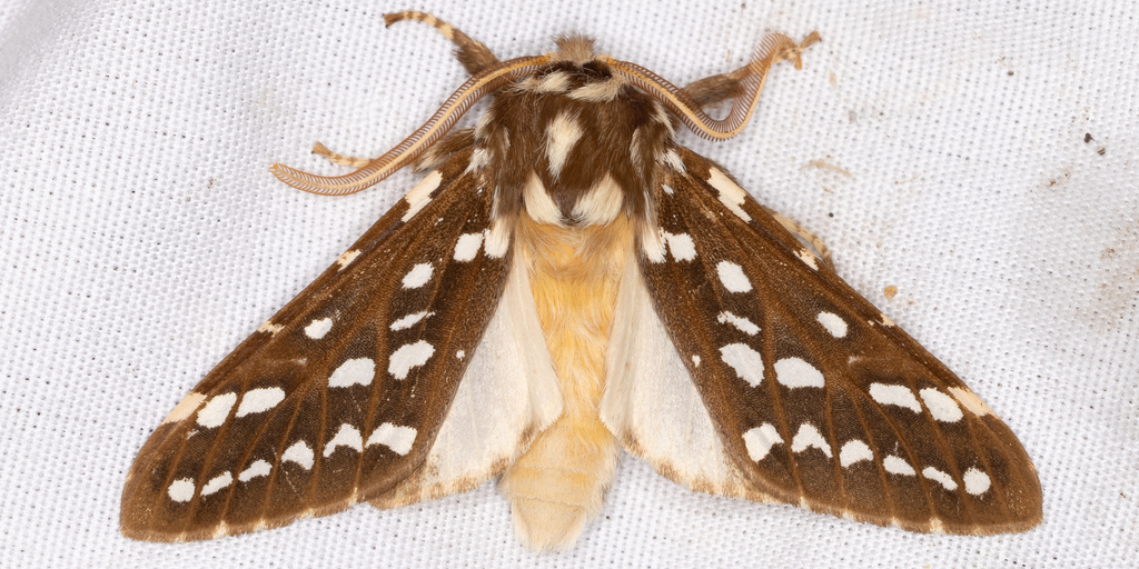 Lophocampa sobrina