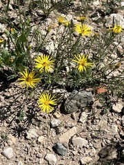 Xanthisma spinulosum