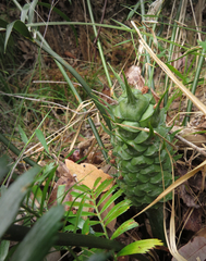 Macrozamia lucida