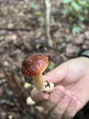 Aureoboletus auriporus