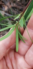 Gompholobium latifolium