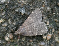 Hydrillodes lentalis