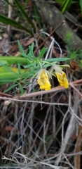 Gompholobium latifolium