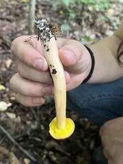 Aureoboletus auriporus