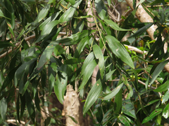 Acacia maidenii