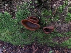 Phylloscypha phyllogena