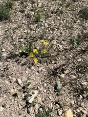 Xanthisma spinulosum