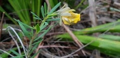 Gompholobium latifolium