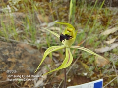 Caladenia stricta