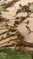 Saccorhiza polyschides