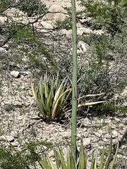 Agave lechuguilla