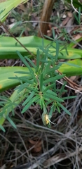 Gompholobium latifolium