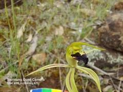 Caladenia stricta
