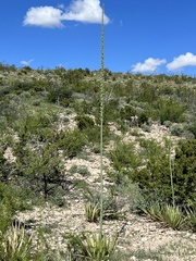 Agave lechuguilla