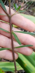 Gompholobium latifolium