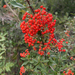 Firethorn - Photo (c) Cosentino Homestead, some rights reserved (CC BY-NC), uploaded by Cosentino Homestead