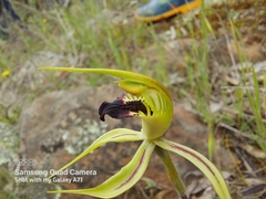 Caladenia stricta