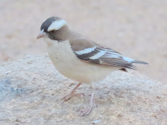 Plocepasser mahali mahali