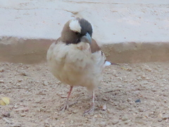 Plocepasser mahali mahali