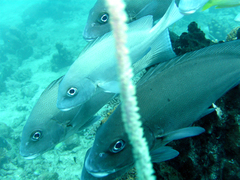 Plectorhinchus centurio