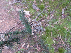 Chrysocephalum semipapposum