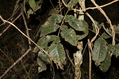 Flindersia schottiana