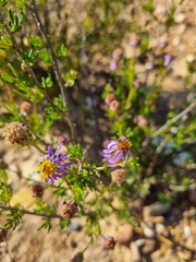 Felicia filifolia