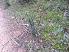 Chrysocephalum semipapposum