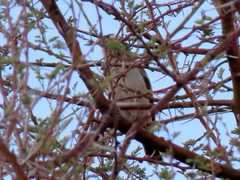 Plocepasser mahali mahali