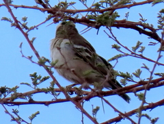 Plocepasser mahali mahali