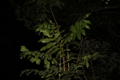 Flindersia schottiana