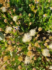Felicia filifolia