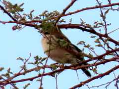 Plocepasser mahali mahali