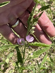 Sphaeralcea angustifolia