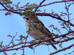 Plocepasser mahali mahali