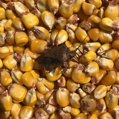 Alcaeorrhynchus grandis