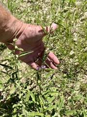 Sphaeralcea angustifolia