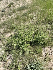 Sphaeralcea angustifolia