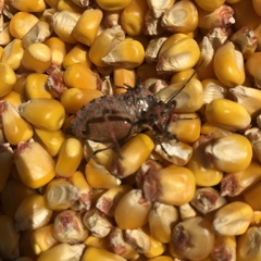 Alcaeorrhynchus grandis