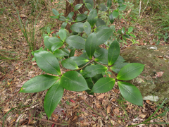 Alyxia magnifolia