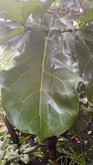 Ficus lyrata
