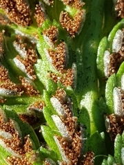 Asplenium adiantum-nigrum